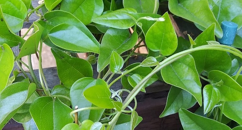 Sương sâm có giá trị dược liệu rất lớn, tuy nhiên sương sâm là loại dễ trồng, không đòi hỏi nhiều kỹ thuật chăm bón. 