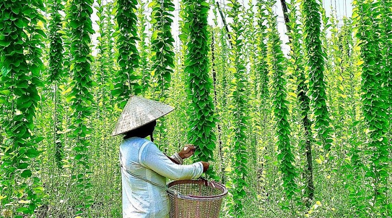 Vườn chuyên canh cây sương sâm cho hiệu quả kinh tế cao.