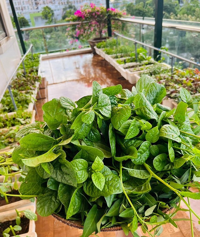 Chị Phượng và gia đình coi sân thượng và vườn hoa hồng là chốn bình yên. 