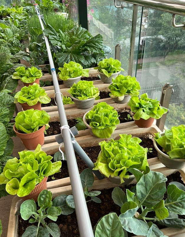 Màu xanh của những luống rau cũng làm cho sắc màu ngôi nhà hoa hồng thêm ấm áp.