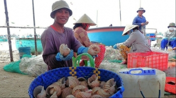 Loài ốc kỳ lạ to bằng vốc tay cứ nhao vào lưới ngư dân, mỗi đêm thu cả tạ bán tiền triệu