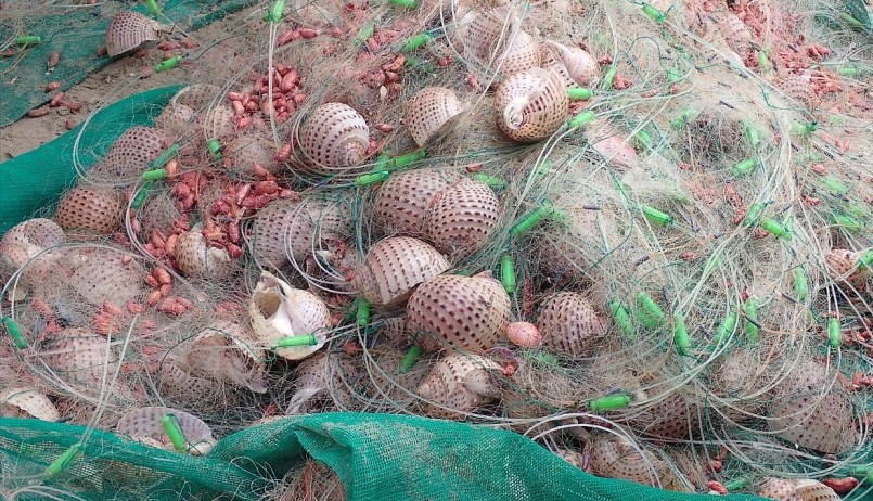 Những con ốc mỡ bằng vốc tay mắc đầy lưới. Những con ốc mỡ bằng vốc tay mắc đầy lưới.