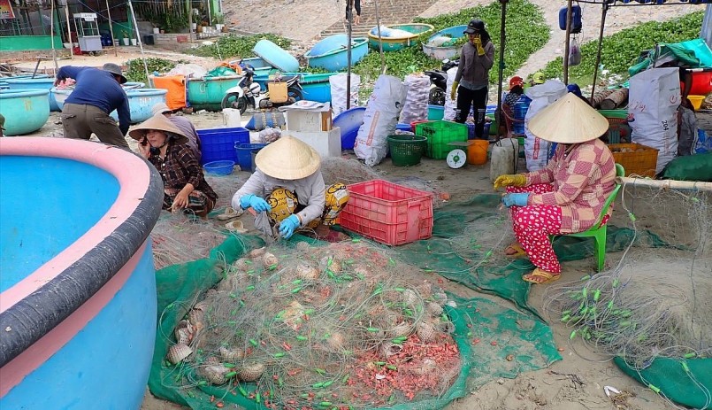 Người dân hối hả gỡ ốc mỡ mắc lưới. Người dân hối hả gỡ ốc mỡ mắc lưới.