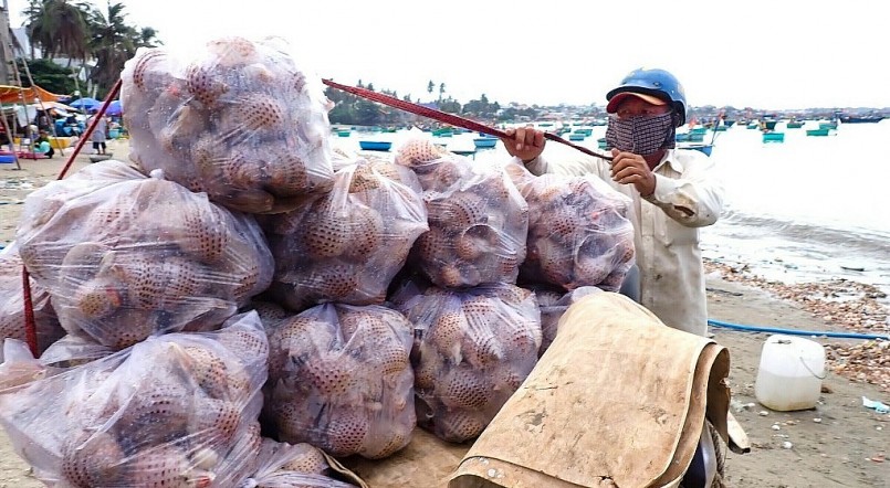 Những con ốc mỡ to bằng vốc tay được cho vào bao tải để thương lái chở đi. Những con ốc mỡ to bằng vốc tay được cho vào bao tải để thương lái chở đi.