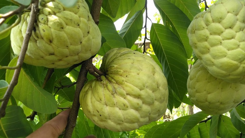 na Thái được nhiều người ưa chuộng vì cho quả có độ thơm ngon na Thái được nhiều người ưa chuộng vì cho quả có độ thơm ngon