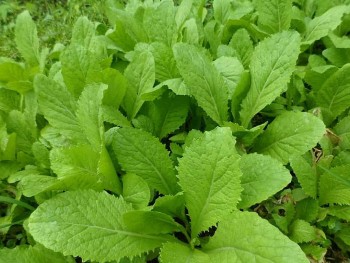 Không chỉ nấu canh ngon, cải xanh còn là vị thuốc quý