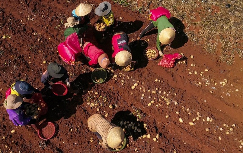 Người trồng khoai tây hoa tím yên tâm vì đã có doanh nghiệp kỹ kết tiêu thụ khoai.