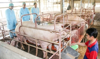 Giá heo hơi hôm nay (19/2) giảm liên tục thủng đáy 50.000 đồng và nghịch lý rẻ chuồng đắt chợ