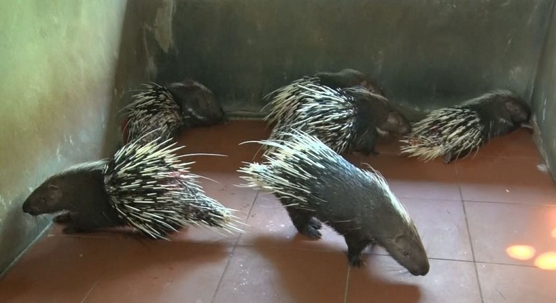 Nhím được nuôi trong chuồng Nhím được nuôi trong chuồng