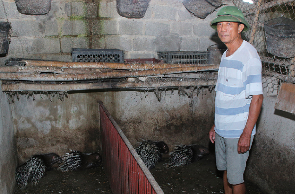 Ông Trình bên chuồng trại nuôi nhím của mình Ông Trình bên chuồng trại nuôi nhím của mình