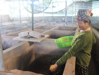 Nuôi con đặc sản cho ăn đồ rẻ tiền, giá 350.000 đồng/kg nhà hàng vẫn say như điếu đổ, người nuôi giàu to