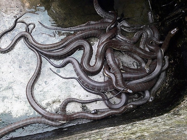 Rắn ri voi hay còn được biết đến là rắn ri tượng, rắn bồng voi