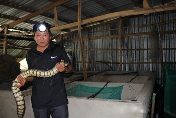 Nuôi loài không chân dài cả mét, không mất công chăm, bán 500.000/kg làm đặc sản nhà hàng thu lãi hàng trăm triệu