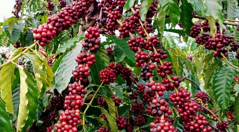 Giá nông sản hôm nay (19/2), giá cà phê vào cuối tuần ghi nhận mức tăng 1.300 - 1.400 đồng/kg so với đầu tuần. Giá nông sản hôm nay (19/2), giá cà phê vào cuối tuần ghi nhận mức tăng 1.300 - 1.400 đồng/kg so với đầu tuần.