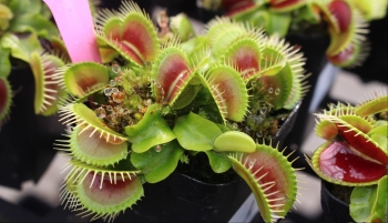 Khu vườn kỳ thú trên sân thượng toàn cây độc lạ biết tự bắt mồi, hoa thích ăn thịt