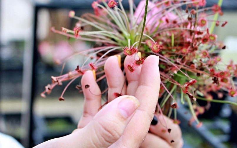 Những loại hoa bé xíu biết tự bắt mồi trong vườn của chị Thu. Những loại hoa bé xíu biết tự bắt mồi trong vườn của chị Thu.