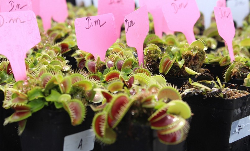 Đến nay, Hồng Thu đang sở hữu hơn 500 cây bắt mồi với hơn 20 loài khác nhau. Đến nay, Hồng Thu đang sở hữu hơn 500 cây bắt mồi với hơn 20 loài khác nhau.