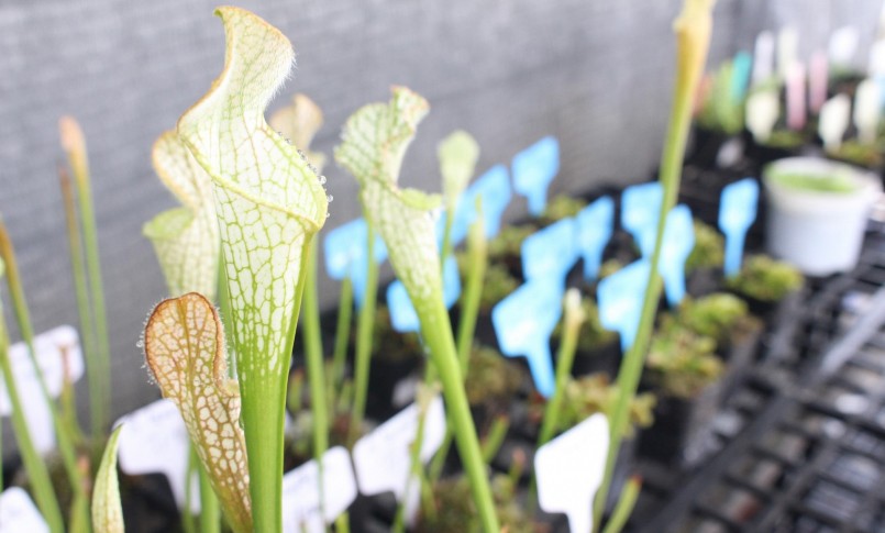 Những loài cây bắt mồi được chị Thu ví như