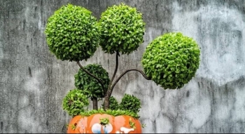 Cây may mắn gây sốt được làm từ loại hạt quen thuộc, bí quyết tạo dáng siêu đẹp trong vài ngày