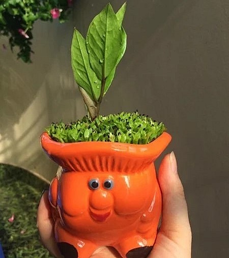 Có thể trồng cây may mắn kết hợp với cây cảnh khác. Có thể trồng cây may mắn kết hợp với cây cảnh khác.