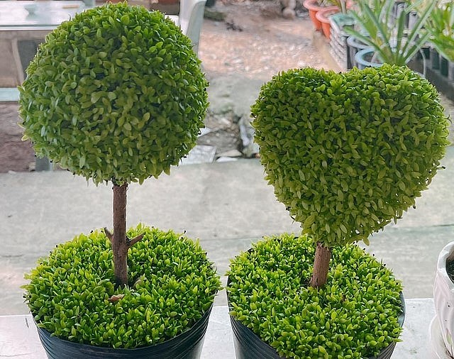 Trồng cây may mắn hình trái tim. Trồng cây may mắn hình trái tim.