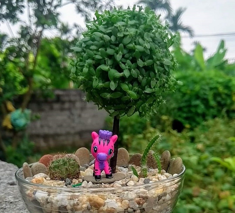 Loại cây cảnh với màu xanh mát mang đủ hình dáng vô cùng độc lạ. Loại cây cảnh với màu xanh mát mang đủ hình dáng vô cùng độc lạ.