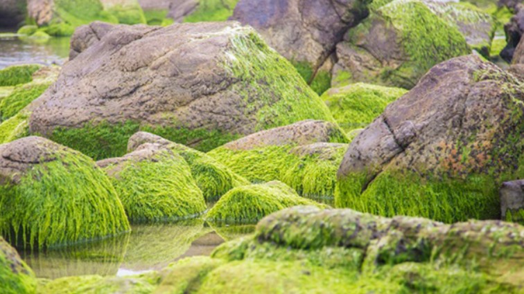 Nét đẹp ngỡ ngàng của kỳ quan rêu khiến du khách ngất ngây