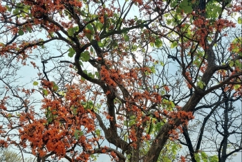 Rừng khộp Tây Nguyên mùa trút lá rực rỡ sắc vàng, sắc đỏ tựa lạc giữa trời Âu