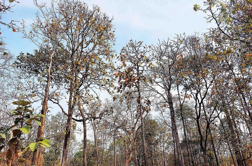 Mỗi năm, rừng khộp Tây Nguyên có hai lần thay áo. Tuy nhiên, đẹp nhất là lần thứ hai, khi rừng khộp bước vào mùa thay lá.