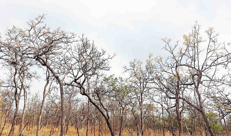 Rừng khộp có 2 tầng: Tầng cây cao và tầng cây bụi thấp. Mùa khô, những chiếc lá rơi trong khu rừng đang đổi sắc và cây cỏ ở tầng dưới thấp dần, khô lại...giữa không gian hoang vắng, tĩnh mịch đem đến cảm giác ma mị khi dạo bước trong rừng.