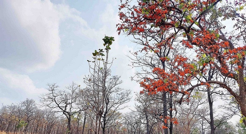 Từ lâu, vẻ đẹp của rừng khộp đã trở thành niềm cảm hứng sáng tạo cho các nghệ sĩ, tạo nên những tác phẩm nghệ thuật độc đáo.