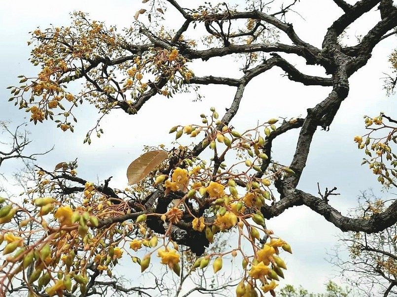 Trong khu rừng khộp Tây Nguyên có nhiều kỳ hoa dị thảo cùng nhau khoe sắc.