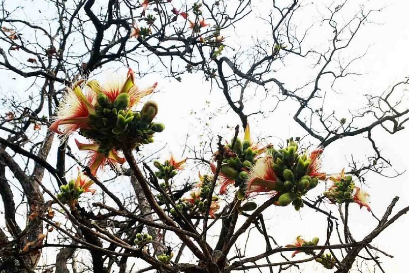 Loài cây lộc vừng cạn trong rừng khộp khoe sắc dưới ánh bình minh.