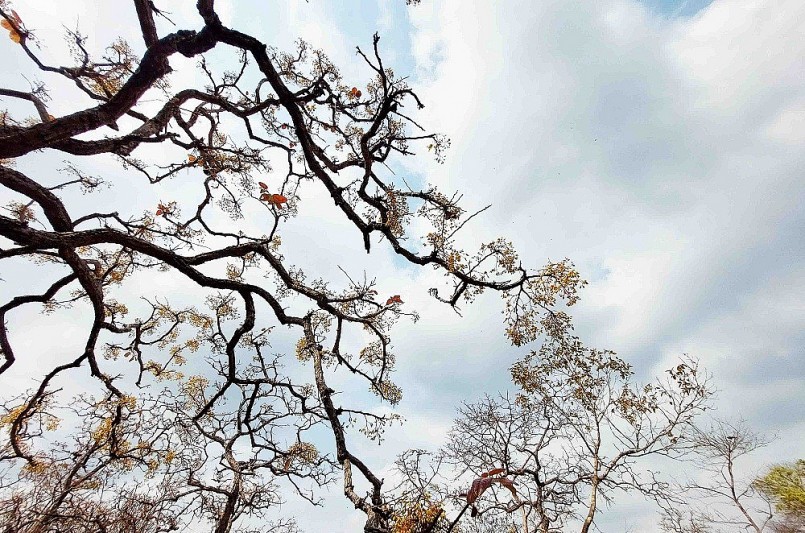 Rừng khộp Tây Nguyên không chỉ có không gian trong lành và yên bình