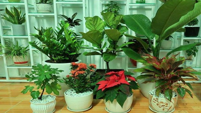 Những mẹo trồng cây cảnh là “con dao 2 lưỡi”, dùng đúng cây tươi tốt, sai một chút là thối rễ, vàng lá