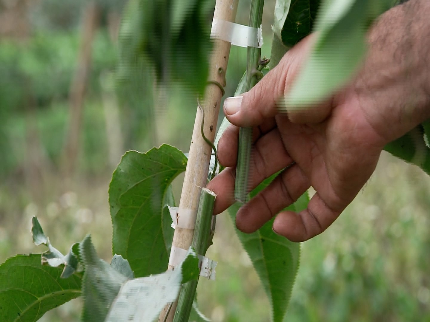 Nhiều gốc chanh dây bị kẻ gian cắt gốc Nhiều gốc chanh dây bị kẻ gian cắt gốc