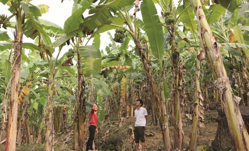 Huyện Phong Thổ có 3.000 ha chuối, lớn nhất tỉnh Lai Châu.