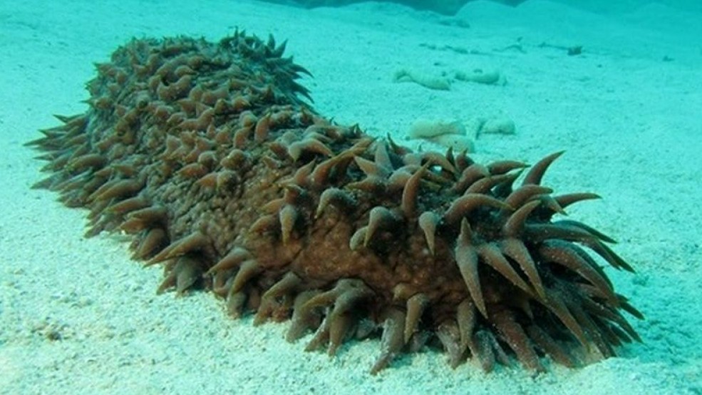 5 đặc sản “xấu hết phần thiên hạ” nhưng lại ngon khó cưỡng ở Việt Nam