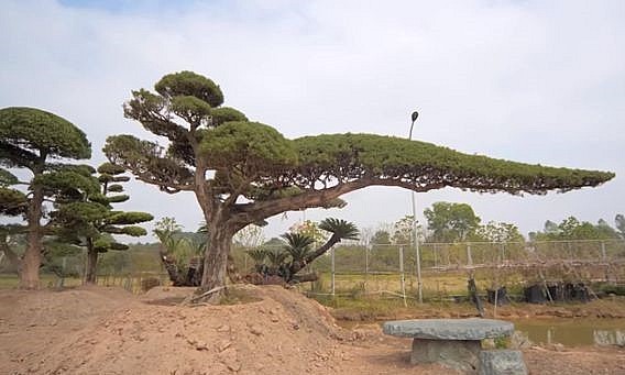 Tác phẩm thuận buồn xuôi gió có tổng chiều dài 8,8m cao chỉ 3,8m trong vườn tùng la hán và thông đen siêu khủng.