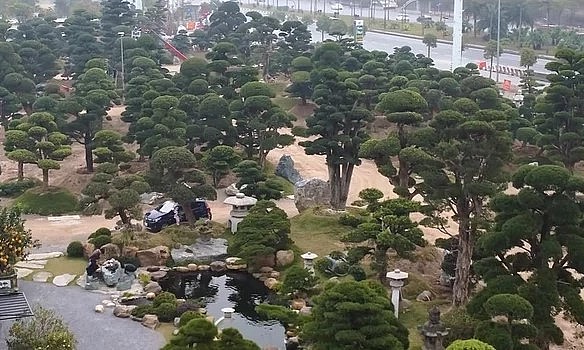 khu vườn vườn tùng la hán và thông đen siêu khủng có diện tích lên tới 11.000m2, bao gồm khoảng 3.000 cây tùng la hán và thông đen.