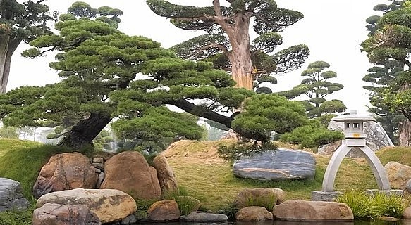  Trong vườn tùng la hán và thông đen siêu khủng, ngay cạnh hồ cá là cây thông đen khoảng 200 tuổi. 