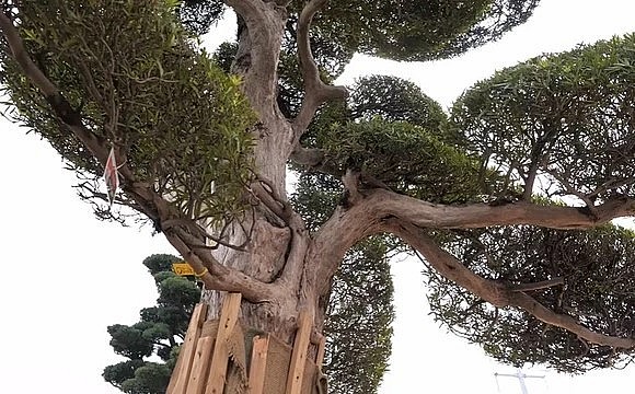 Vườn tùng la hán và thông đen siêu khủng có cây 500 tuổi vừa về chưa kịp tháo nẹp đã treo biển “đã bán”. Nẹp có tác dụng bảo vệ vỏ cây trong quá trình di chuyển.