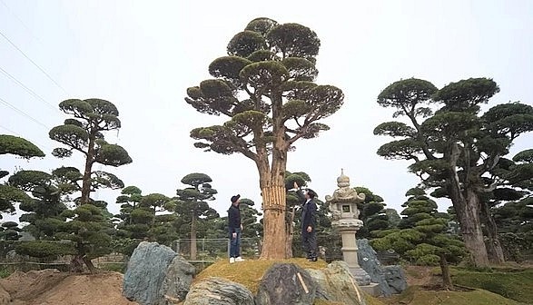 Cây thông đen 200 tuổi có dáng phu thê với phần thân gồm một bên là vợ, một bên là chồng. Tuổi đời khoảng 500, vanh 215 cm, cao 8 m, bóng tán gần 6 m.