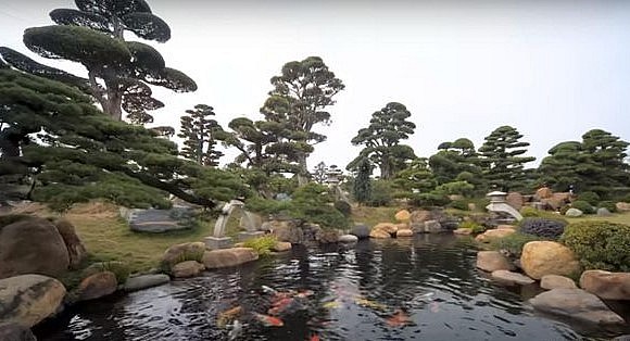  Nổi bật giữa không gian xanh mướt của vườn tùng la hán và thông đen siêu khủng là bể cá Koi đầy màu sắc. 