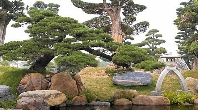  Trong vườn tùng la hán và thông đen siêu khủng, ngay cạnh hồ cá là cây thông đen khoảng 200 tuổi. 