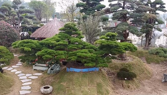 Tuyệt phẩm thông đen 400 năm tuổi, dáng tựa thuyền rồng thu hút sự chú ý của đông đảo khách tham quan vườn tùng la hán và thông đen siêu khủng.