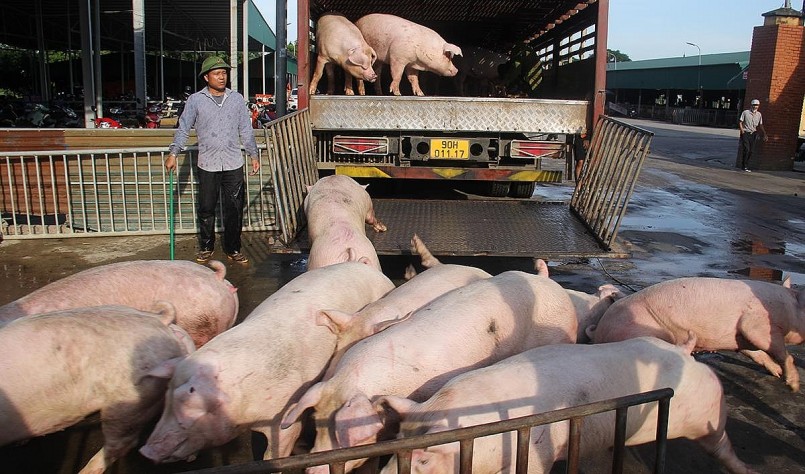 Giá heo hơi hôm nay (20/2) chững lại trong khoảng 49.000 - 53.000 đồng/kg.