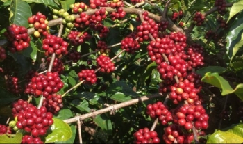 Giá nông sản hôm nay (20/2): Cà phê trong nước chững lại trước đà tăng, hồ tiêu tiếp tục khởi sắc