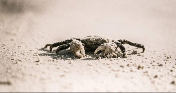 Loài bò ngang chỉ có ở Côn Đảo mang tên loại rượu lừng danh, hàng hiếm mà giá yêu thương