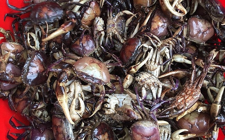 Cua vang Côn Đảo có kích thước như cua thường nhưng màu sắc giống màu rượu vang.